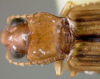 Media type: image;   Entomology 32143 Aspect: pronotum dorsal
